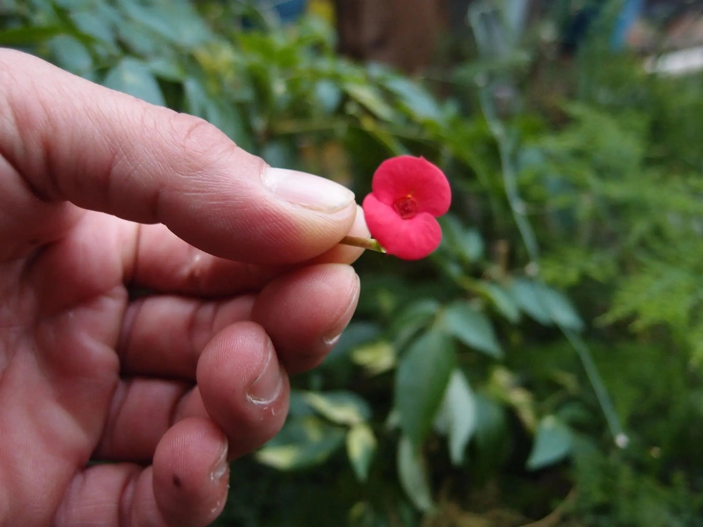 Poppy bangle with real flowers by  Shrieking Violet® Sterling silver heart bangle with tiny Euphorbia flowers. Includes giftbox.