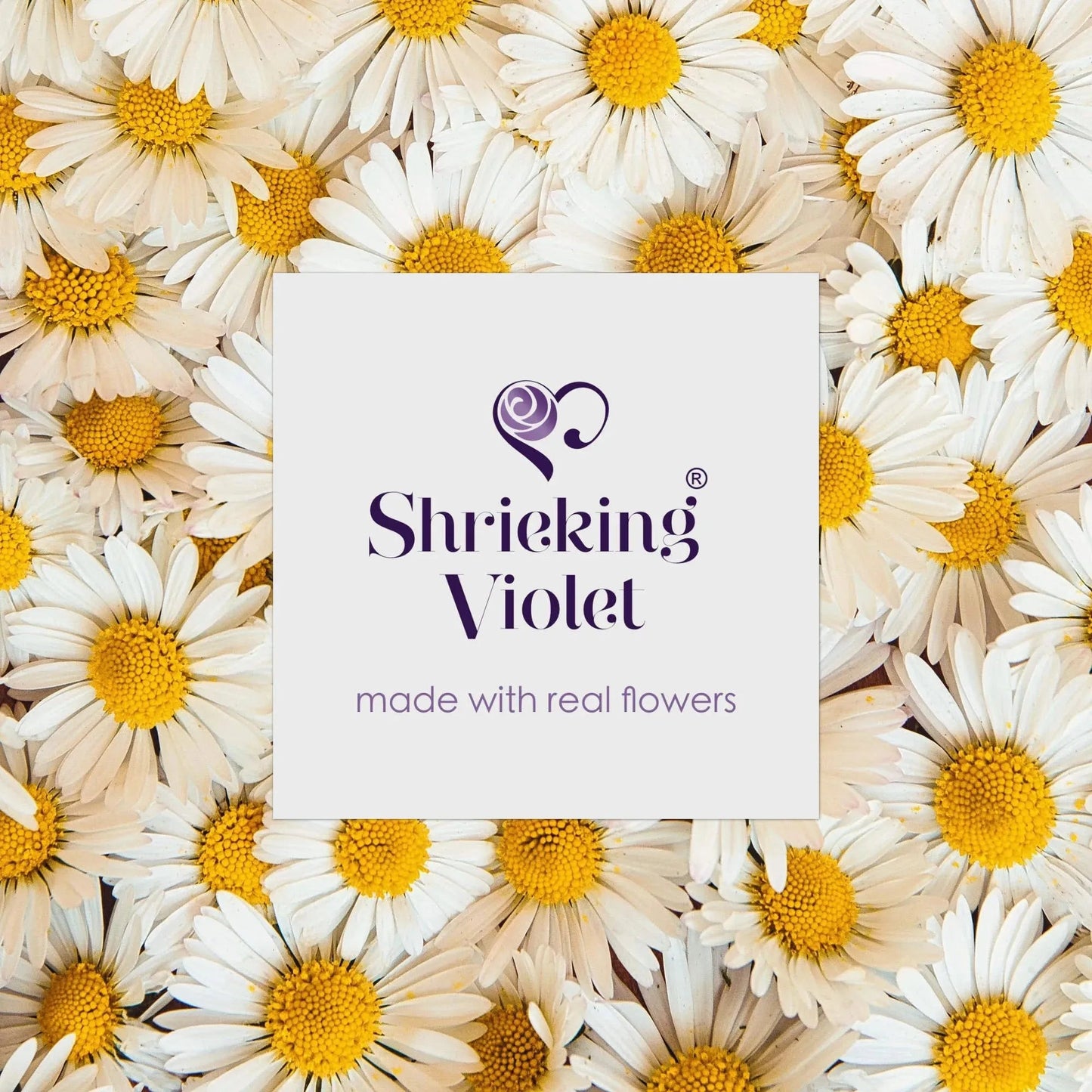 Daisy Earrings by Shrieking Violet® Sterling silver with real daisies!
